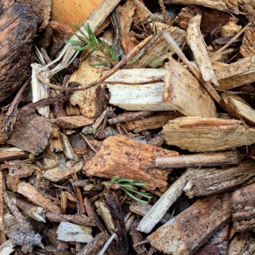 Nahaufnahme von Hackschnitzeln aus Schad- und Durchforstungsholz mit sichtbaren Rindenresten und Holzsplittern