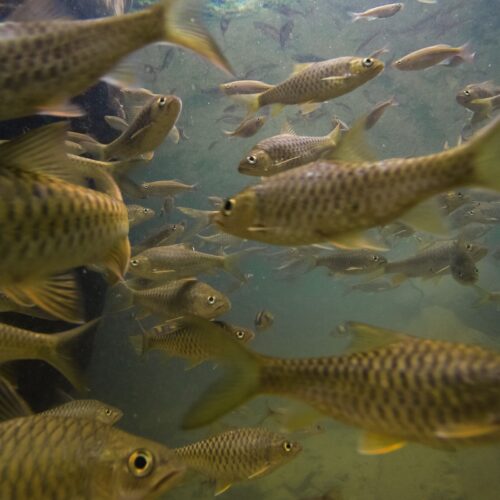 Unterwasseraufnahme eines Fischschwarms in trübem Wasser mit gelblich gemusterten Schuppen